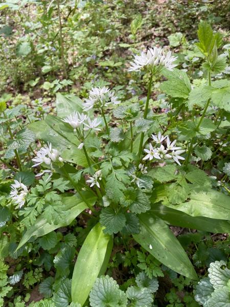 Daslook (Allium ursinum)